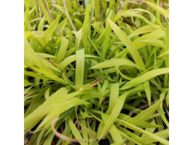 MILIUM effusum "Aureum"