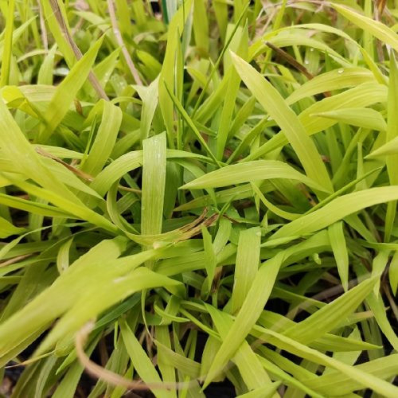 MILIUM effusum "Aureum"