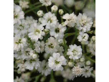 Gypsophila paniculata "Festival White"