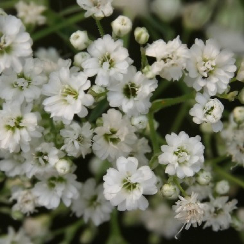 Gypsophila paniculata "Festival White" Gypsophila paniculata "Festival White"