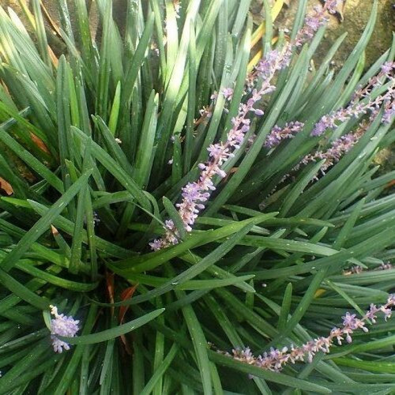 LIRIOPE spicata LIRIOPE spicata