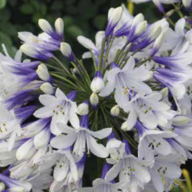 AGAPANTHUS africanus 'fireworks'