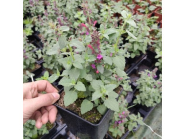 AGASTACHE hybrida Apadana "Rose" AGASTACHE hybrida Apadana "Rose"