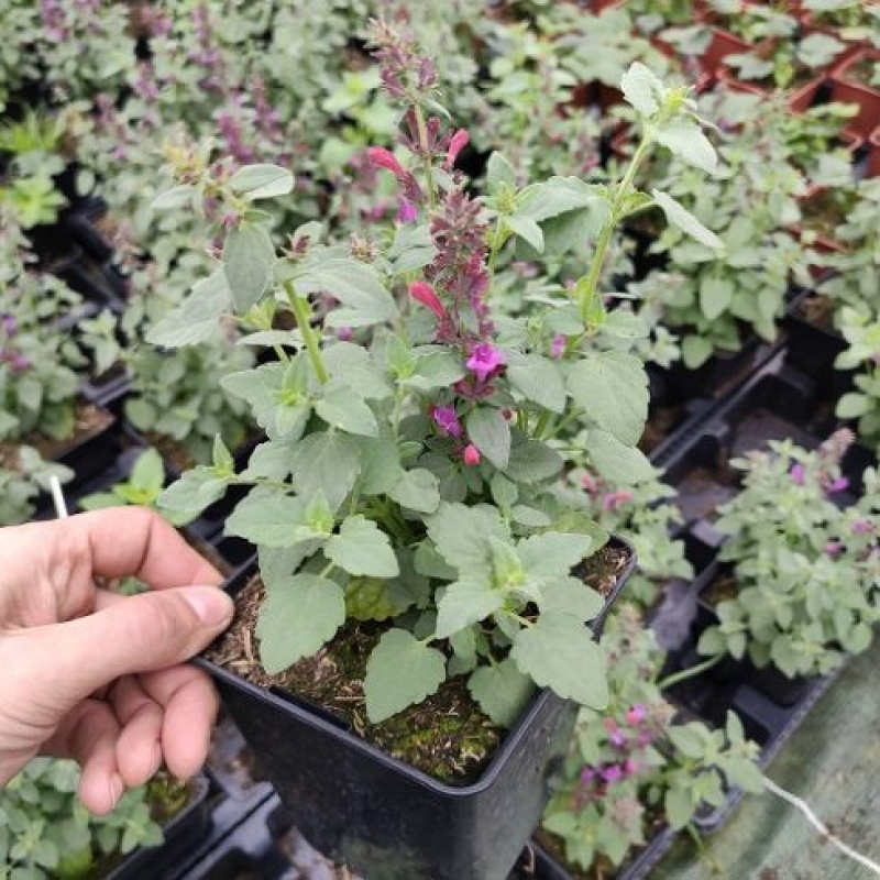 AGASTACHE hybrida Apadana "Rose" AGASTACHE hybrida Apadana "Rose"