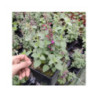 AGASTACHE hybrida Apadana "Rose" AGASTACHE hybrida Apadana "Rose"