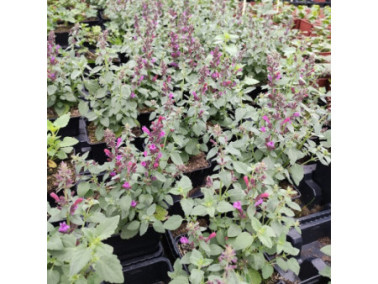 AGASTACHE hybrida Apadana "Rose" AGASTACHE hybrida Apadana "Rose"