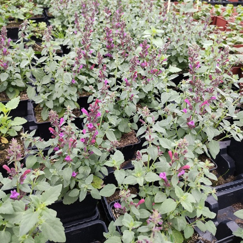 AGASTACHE hybrida Apadana "Rose" AGASTACHE hybrida Apadana "Rose"
