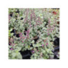 AGASTACHE hybrida Apadana "Rose" AGASTACHE hybrida Apadana "Rose"