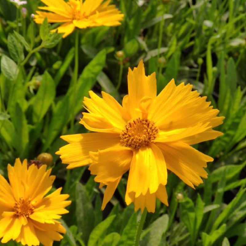 COREOPSIS grandiflora 'Early Sunrise' COREOPSIS grandiflora 'Early Sunrise'