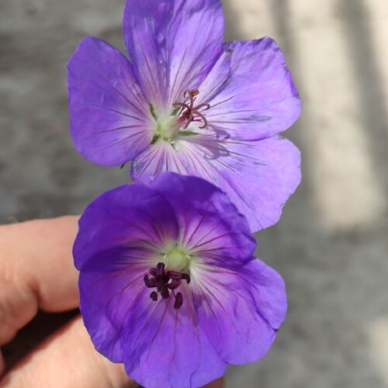 GÉRANIUM "Azur Rush" - Géranium vivace