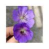 GÉRANIUM "Azur Rush" - Géranium vivace