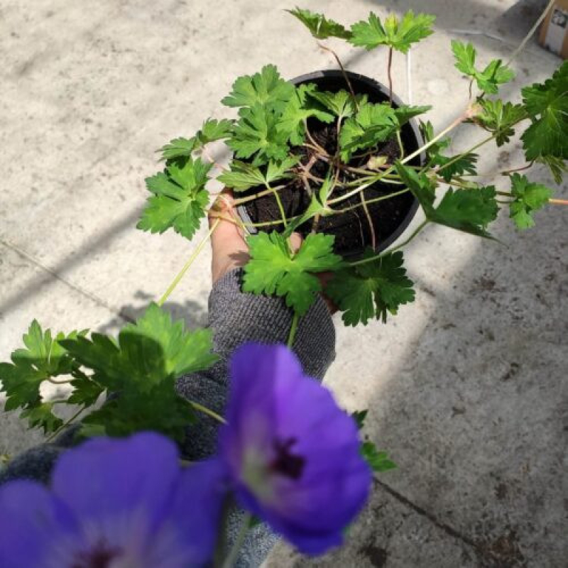 GÉRANIUM "Azur Rush" - Géranium vivace