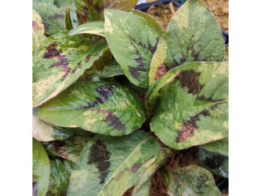 Renouée - PERSICARIA amplexicaulis 'Painter's Palette'