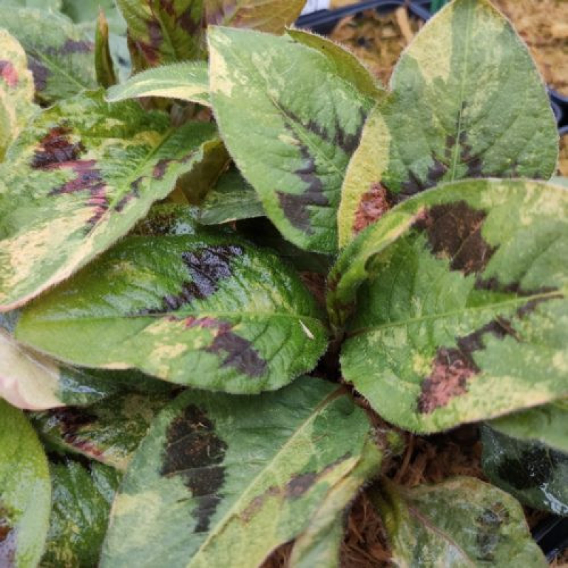 Renouée - PERSICARIA amplexicaulis 'Painter's Palette' Renouée - PERSICARIA amplexicaulis 'Painter's Palette'