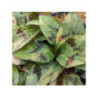 Renouée - PERSICARIA amplexicaulis 'Painter's Palette' Renouée - PERSICARIA amplexicaulis 'Painter's Palette'