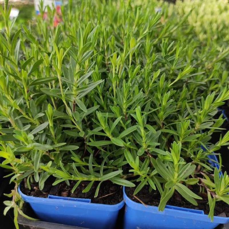 DIANTHUS caryophylus sweet pleasure peppermint DIANTHUS caryophylus sweet pleasure peppermint