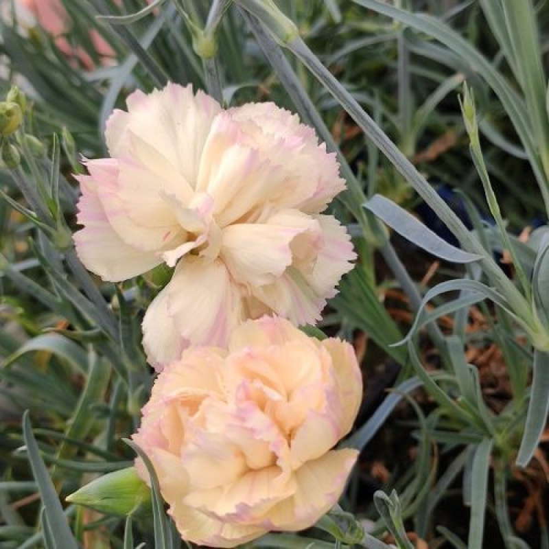 DIANTHUS plumarius 'Devon Cream' - Oeillet vivace