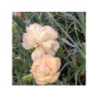 DIANTHUS plumarius 'Devon Cream' - Oeillet vivace