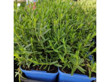DIANTHUS plumarius 'Devon Cream' - Oeillet vivace