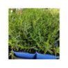 DIANTHUS plumarius 'Devon Cream' - Oeillet vivace