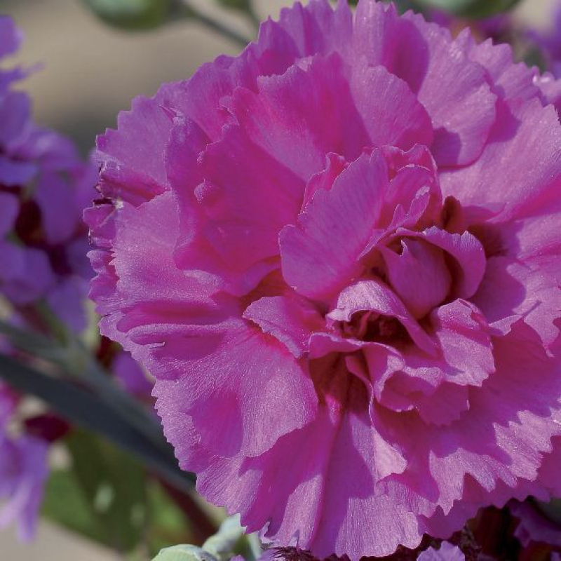 DIANTHUS plumarius 'Devon Wizard' - Oeillet vivace DIANTHUS plumarius 'Devon Wizard' - Oeillet vivace