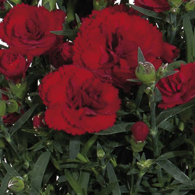 DIANTHUS caryophylus 'sweet pleasure' dark red DIANTHUS caryophylus 'sweet pleasure' dark red