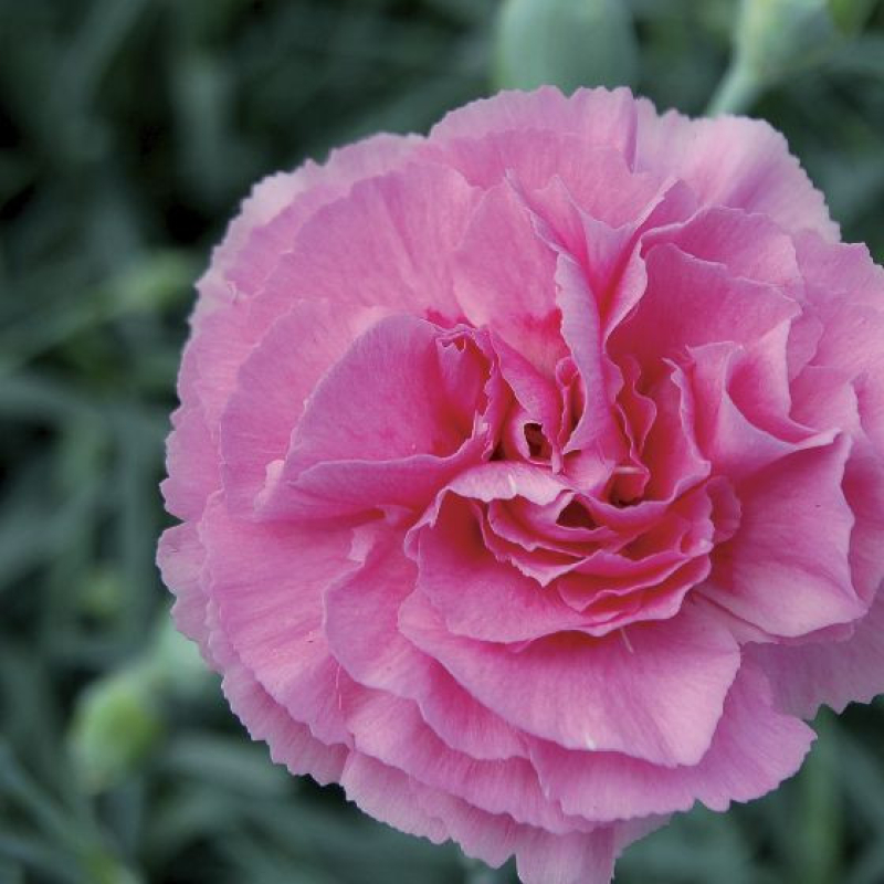 DIANTHUS plumarius 'Valda Wyatt' - Oeillet vivace