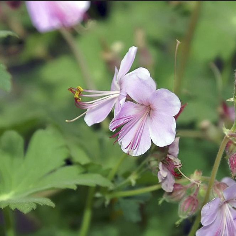 GÉRANIUM macrorrhizum "Ingwersen's Variety"