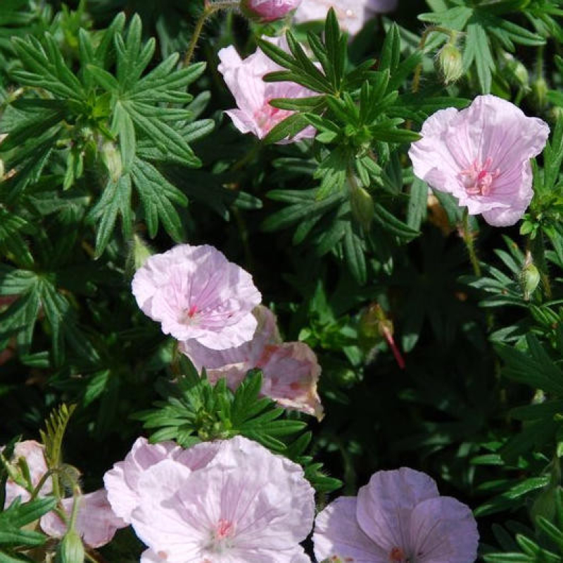 GÉRANIUM sanguineum 'Lancastriense' - Géranium vivace