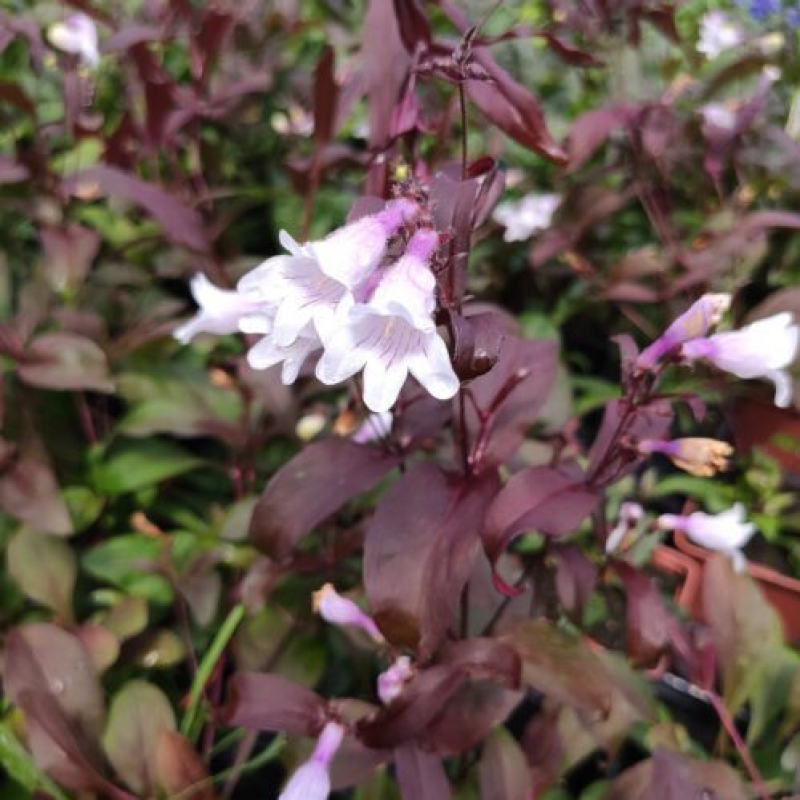 PENSTEMON digitalis "Dark Tower" PENSTEMON digitalis "Dark Tower"