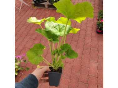 ALCEA rosea pleniflora "Rose" - Rose trémière double