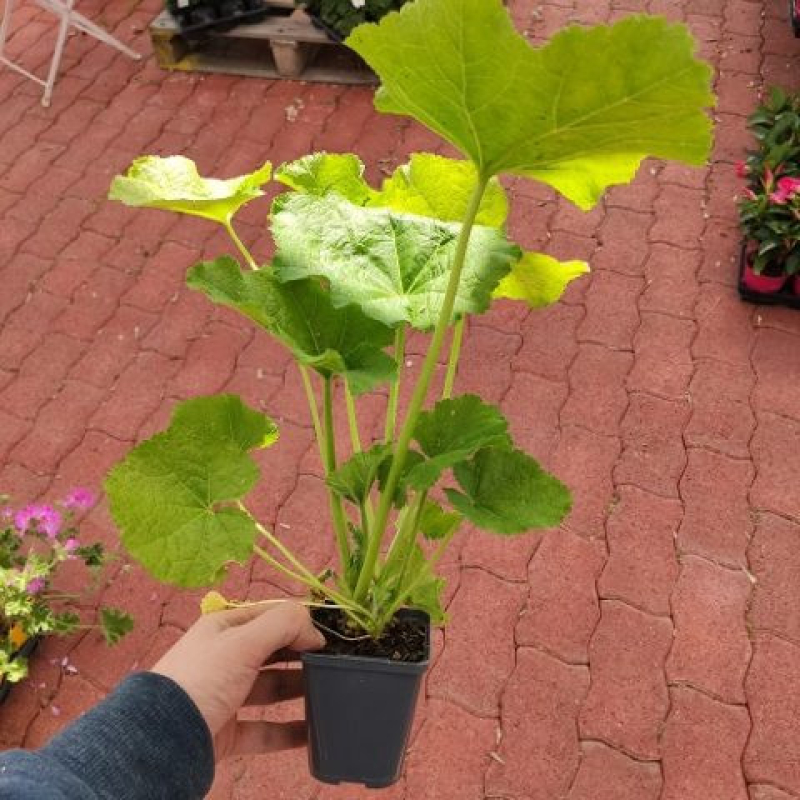 ALCEA rosea pleniflora "Violet" - Rose trémière double