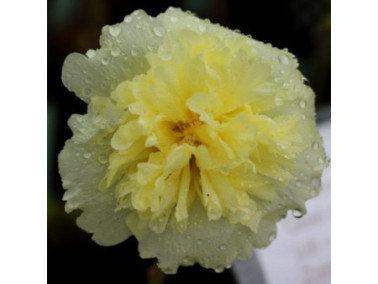 ALCEA rosea pleniflora "Jaune" - Rose trémière double
