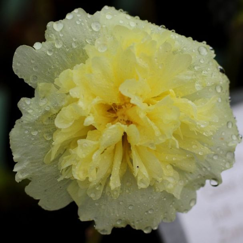ALCEA rosea pleniflora "Jaune" - Rose trémière double ALCEA rosea pleniflora "Jaune" - Rose trémière double