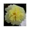 ALCEA rosea pleniflora "Jaune" - Rose trémière double ALCEA rosea pleniflora "Jaune" - Rose trémière double