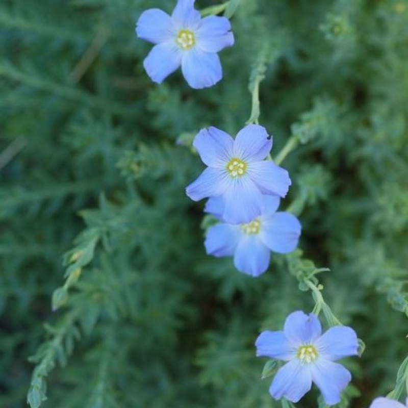 Lin des Alpes - LINUM perenne "Alpinum"