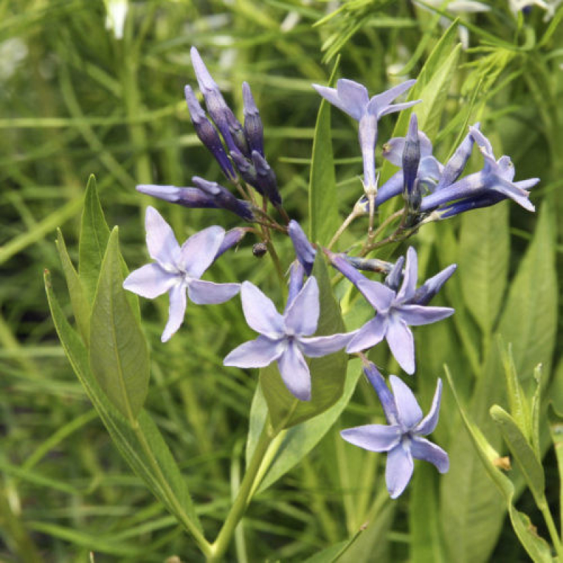 AMSONIA "Blue Ice"