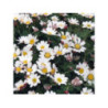 ANACYCLUS depressus compactum ANACYCLUS depressus compactum