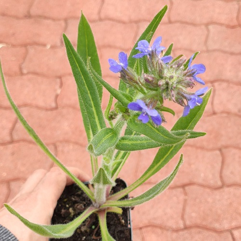 ANCHUSA italica dropmore - Buglosses ANCHUSA italica dropmore - Buglosses