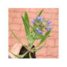 ANCHUSA italica dropmore - Buglosses ANCHUSA italica dropmore - Buglosses