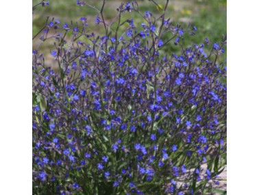 ANCHUSA italica dropmore - Buglosses ANCHUSA italica dropmore - Buglosses