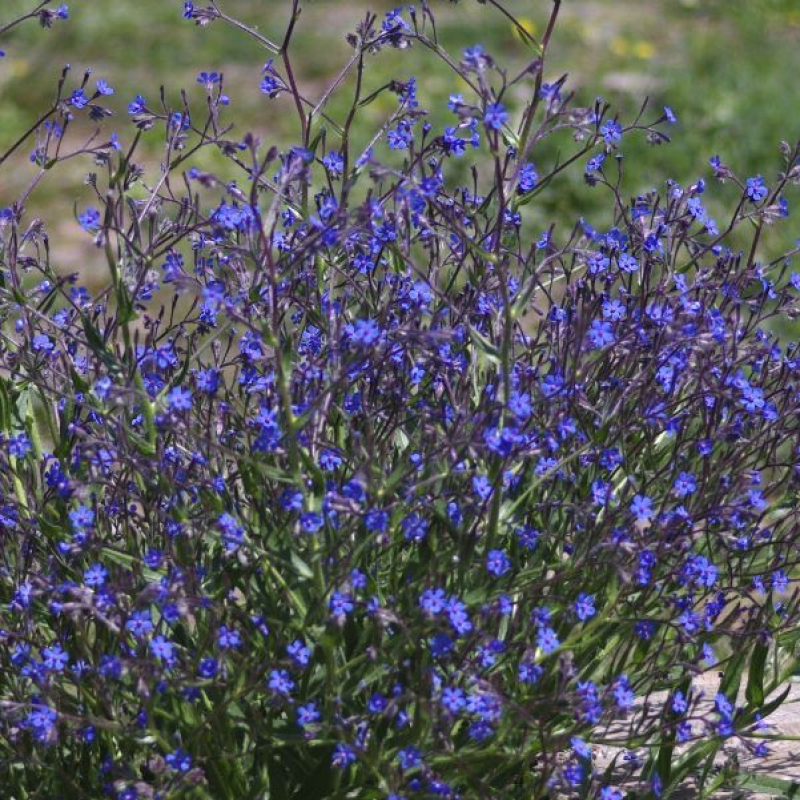 ANCHUSA italica dropmore - Buglosses ANCHUSA italica dropmore - Buglosses