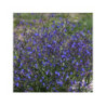 ANCHUSA italica dropmore - Buglosses ANCHUSA italica dropmore - Buglosses