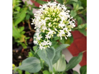 CENTRANTHUS ruber "Albus" - Valériane des jardins