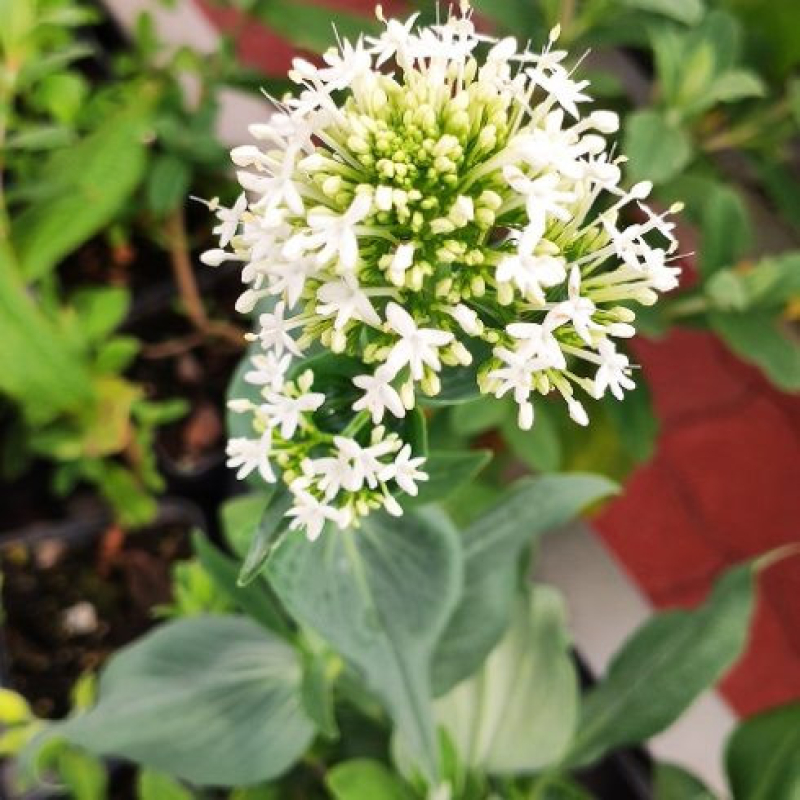 CENTRANTHUS ruber "Albus" - Valériane des jardins