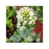CENTRANTHUS ruber "Albus" - Valériane des jardins
