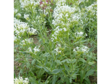 CENTRANTHUS ruber "Albus" - Valériane des jardins