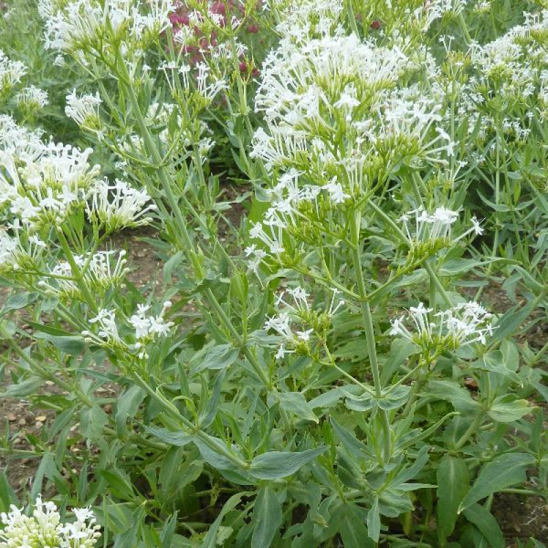 CENTRANTHUS ruber "Albus" - Valériane des jardins