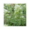 CENTRANTHUS ruber "Albus" - Valériane des jardins