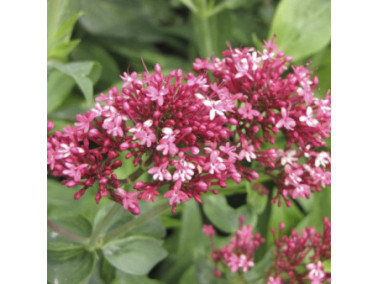CENTRANTHUS ruber "Coccineus" - Valériane des jardins